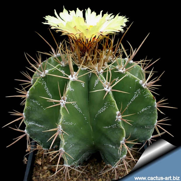 Astrophytum ornatum 3