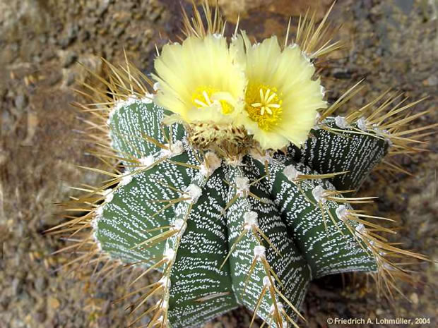 Astrophytum ornatum 4