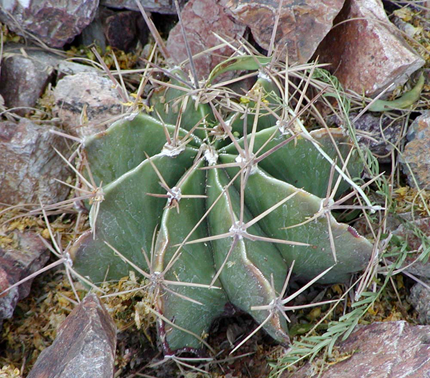 Cactus estrella