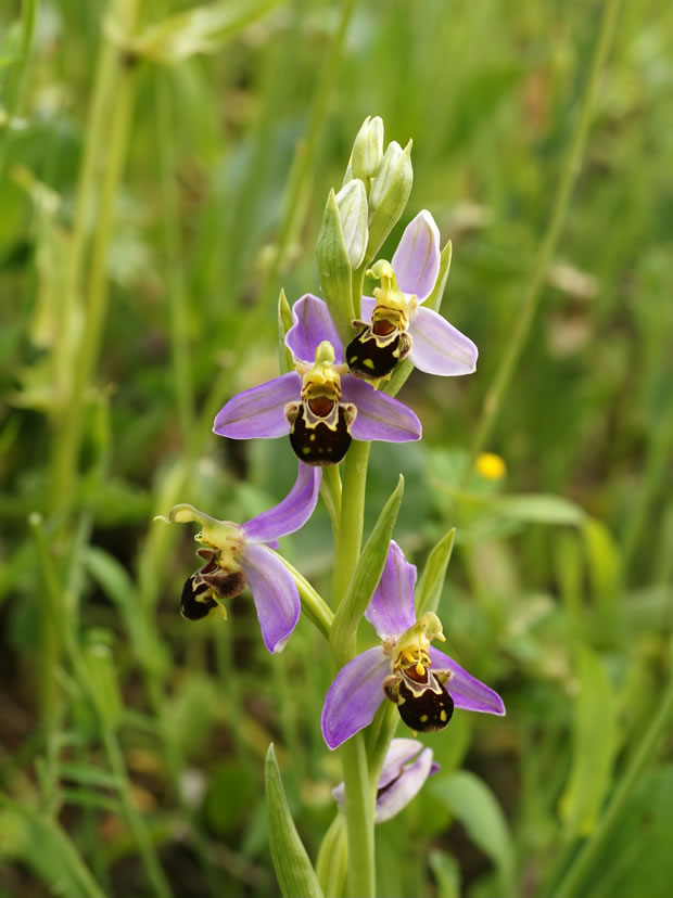 Ophrys apifera 1