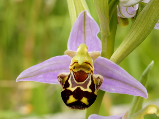 Ophrys apifera 2