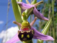 imagen La ophrys apifera: una flor con forma de abeja