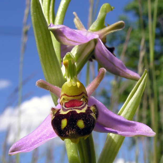Ophrys apifera 3