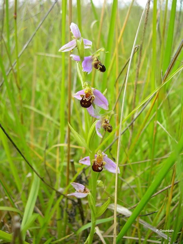 Ophrys apifera 4
