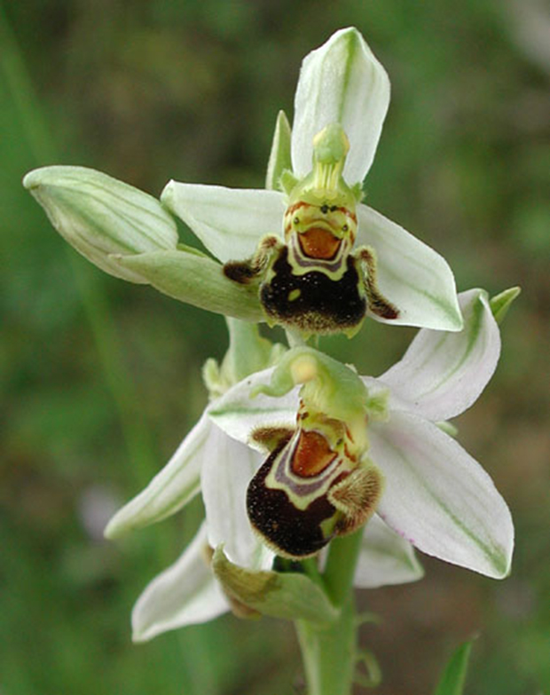 Ophrys apifera Bluete