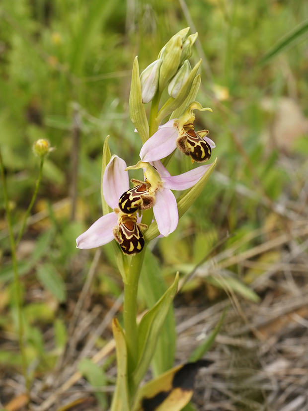 Ophrys apifera (color rosa)