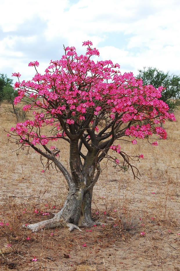 Adenio o del desierto: la flor que despierta del frío