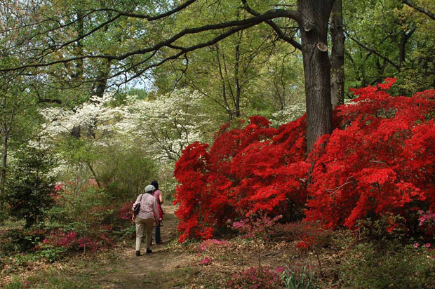 Composiciones con azaleas