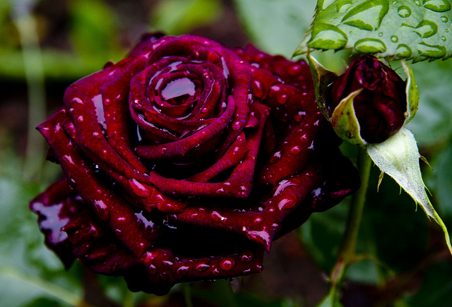 rosa black baccara 2