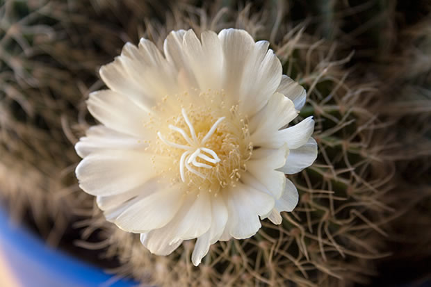 Flor de cactus 1