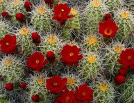 imagen Control de la floración en los cactus