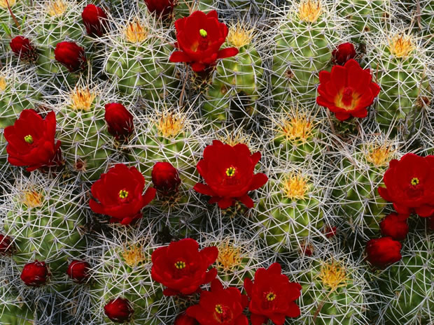 bomba demoler Giro de vuelta Control de la floración en los cactus