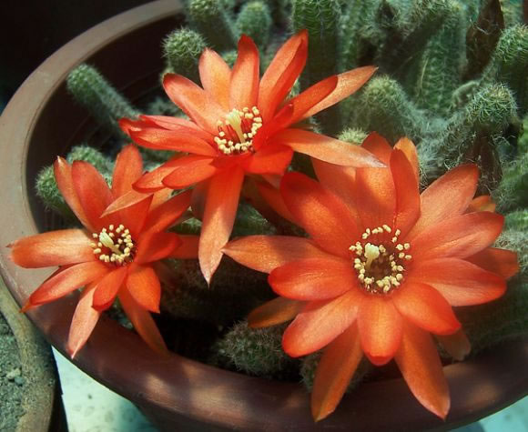 Flor de cactus 4