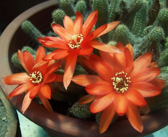 Flor de cactus 4