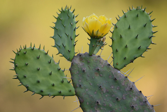 Cactus de clima frío 1