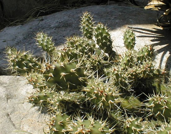 Cactus de clima frío 2