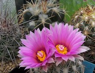 imagen Variedades de cactus para cultivar en zonas de clima frío