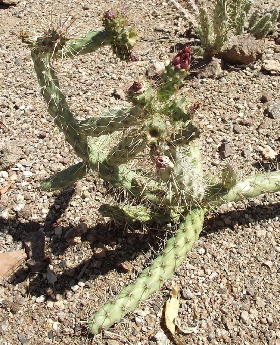 Cactus de clima frío 6