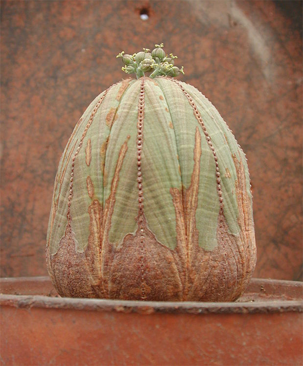 Euphorbia obesa