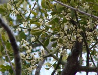 imagen Cultivar muérdago blanco en casa o en el jardín