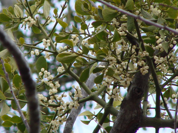 Muérdago blanco