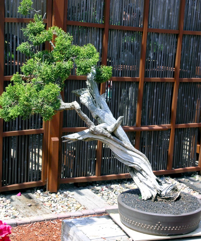 junger bonsai Grow Your Own Bonsai Tree Kit Chinese Juniper