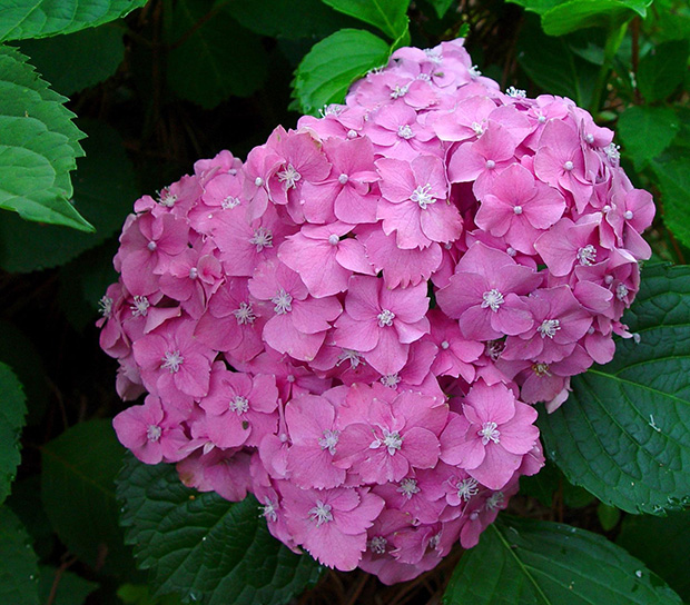 Hortensias 1