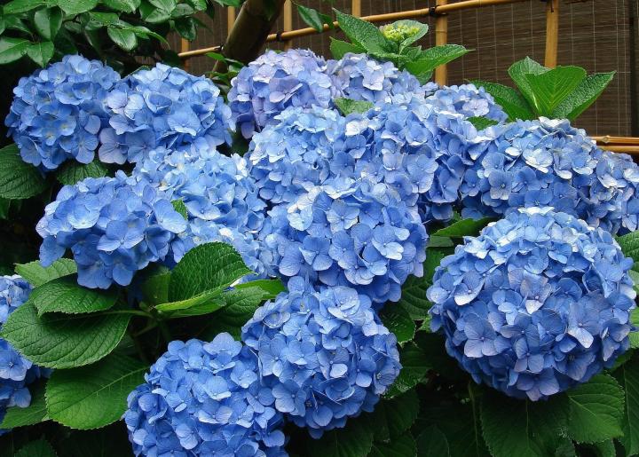 Cómo cambiar el color de las flores de las hortensias