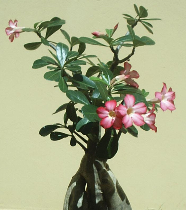 Adenium obesum