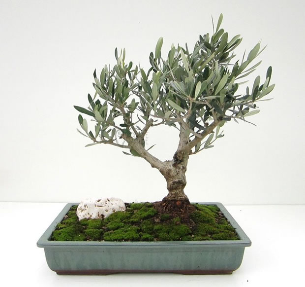 Bonsai de olivo 1