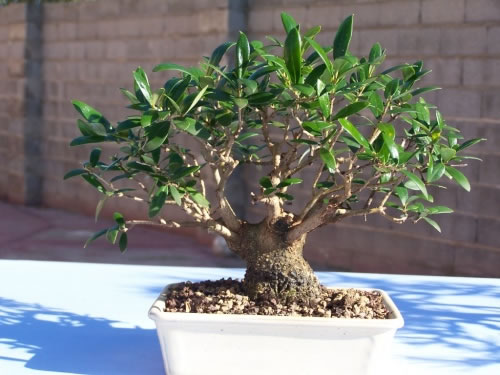 Bonsai de olivo 2