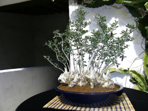 Bonsai de olivo 3