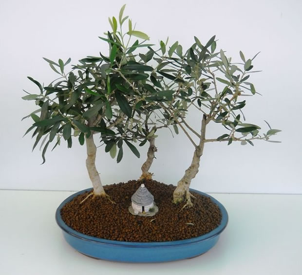 Bonsai de olivo 4