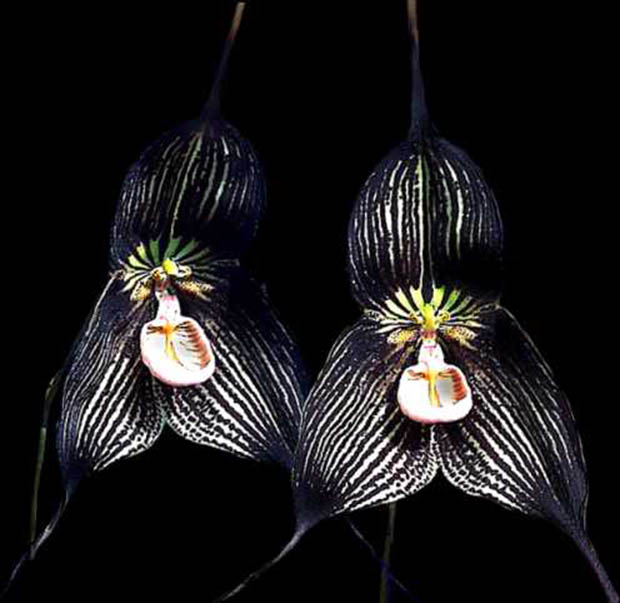 Orquídeas drácula vampira