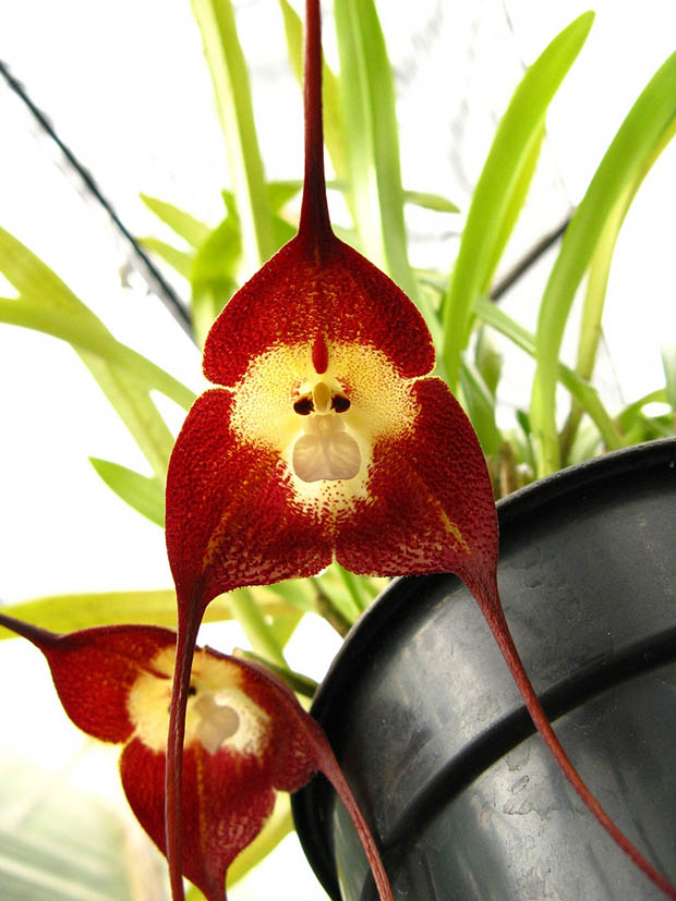 La orquídea drácula: flores que dan miedo