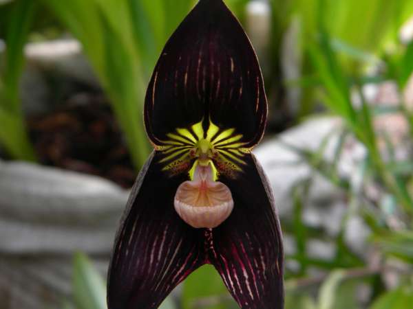 orquídea drácula 1