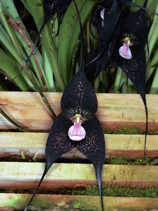 orquídea drácula 2