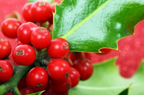 Mi Jardín De Las Delicias cover image