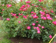 imagen Rosa de pitiminí o rosa enana