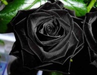 imagen El mito de las rosas negras