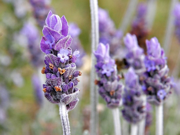 Lavanda 3