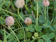 imagen El Trifolium fragiferum o trébol fresa