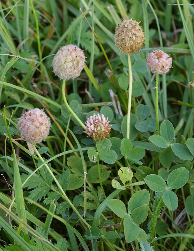 Trifolium fragiferum