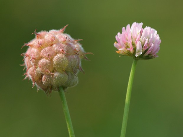 Trifolium fragiferum 2