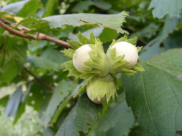 Corylus avellana 2