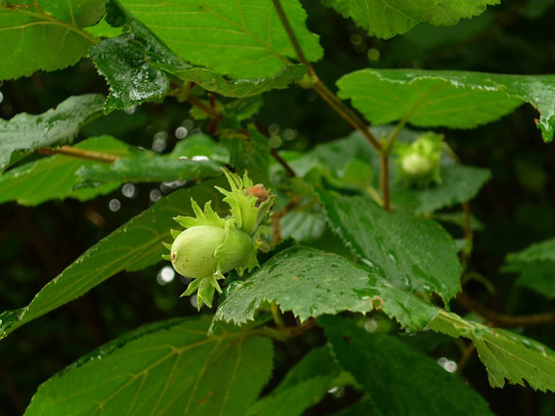 Corylus avellana 1