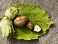 imagen El avellano: cultivo y cuidados de un árbol apetitoso