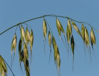 imagen La avena fatua: una hierba superviviente