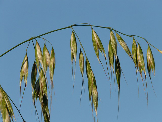 Avena fatua