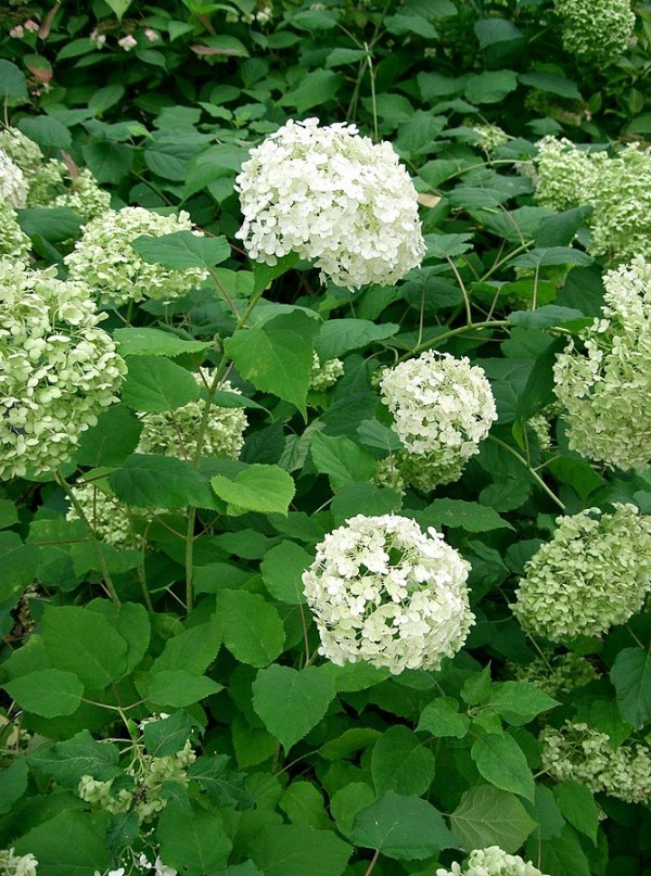 Florecimiento de las hortensias 1